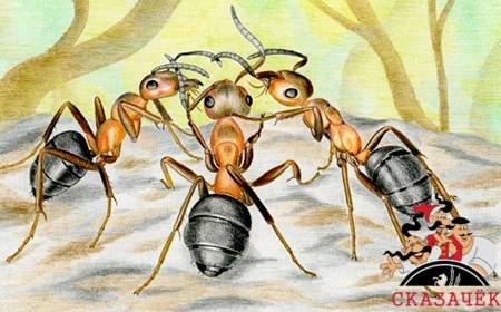 Анекдоты о муравьях