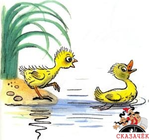 цыпленок на берегу утенок плавает