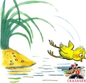 цыпленок прыгает в воду озеро реку