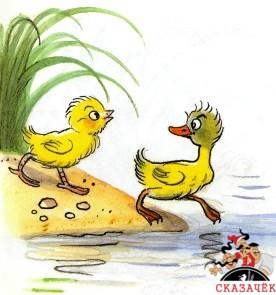 цыпленок и утенок пошли купаться на озеро
