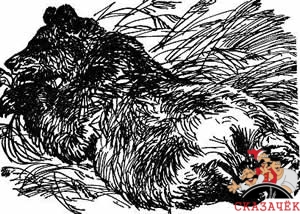 Как муха медведя от смерти спасла читать рассказ Бианки