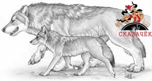 Волк и Волчонок